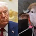 Com topete natural e 700 quilos, búfalo albino é comparado a Donald Trump