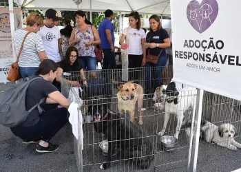 Opção 3:  Cães e gatos da Fazenda Modelo esperam por uma família em ação especial no ParkShopping em Campo Grande
