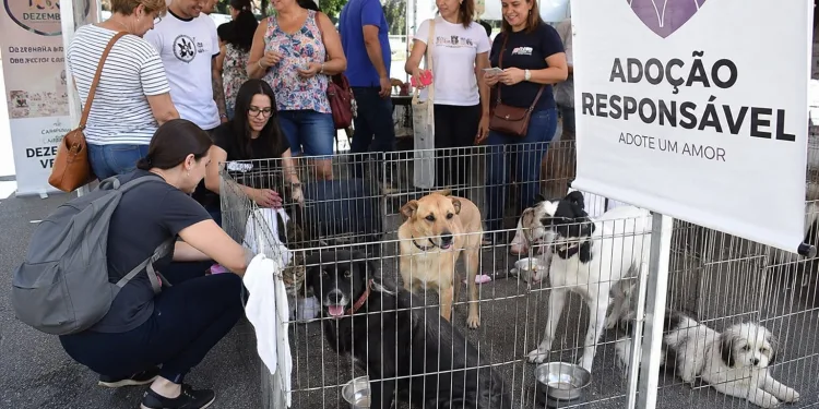 Opção 3:  Cães e gatos da Fazenda Modelo esperam por uma família em ação especial no ParkShopping em Campo Grande
