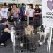 Opção 3:  Cães e gatos da Fazenda Modelo esperam por uma família em ação especial no ParkShopping em Campo Grande