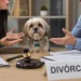 Nova lei dos pets muda divórcios no Brasil e permite guarda compartilhada de animais