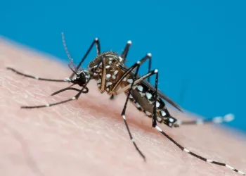 ALERTA MÁXIMO: Vacina contra a dengue é suspensa após mortes sob investigação e dezenas de reações graves