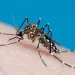 ALERTA MÁXIMO: Vacina contra a dengue é suspensa após mortes sob investigação e dezenas de reações graves