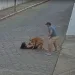 ( IMAGENS FORTES) ATAQUE DE PITBULL DEIXA JOVEM EM ESTADO GRAVE