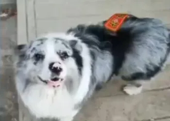 Cachorro Famoso da Internet Desaparece e Descoberta Choca Milhões de Seguidores