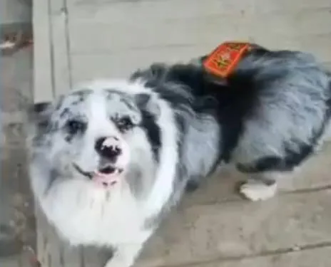 Cachorro Famoso da Internet Desaparece e Descoberta Choca Milhões de Seguidores