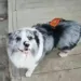 Cachorro Famoso da Internet Desaparece e Descoberta Choca Milhões de Seguidores