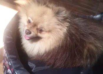 URGENTE: Cachorro de criança autista desaparece em Campo Grande e família oferece recompensa de R$ 1 mil
