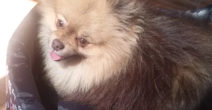 URGENTE: Cachorro de criança autista desaparece em Campo Grande e família oferece recompensa de R$ 1 mil