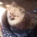 URGENTE: Cachorro de criança autista desaparece em Campo Grande e família oferece recompensa de R$ 1 mil