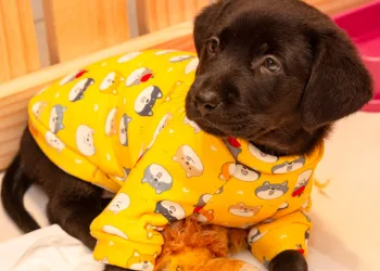 West Shopping promove Feira Pet neste sábado com cães e gatos resgatados em busca de um novo lar