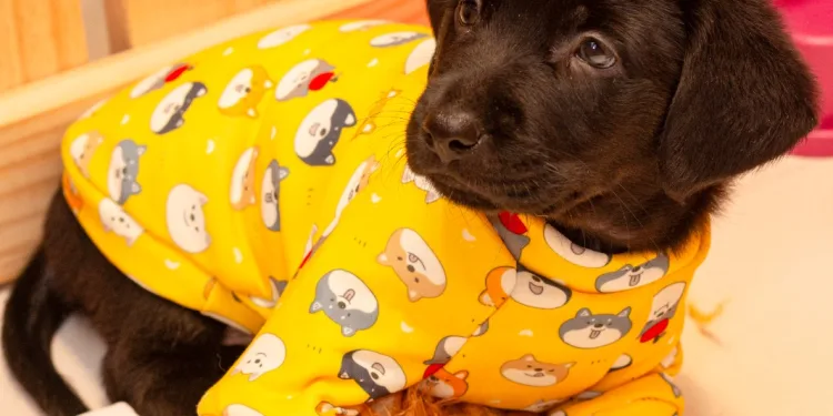 West Shopping promove Feira Pet neste sábado com cães e gatos resgatados em busca de um novo lar