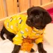 West Shopping promove Feira Pet neste sábado com cães e gatos resgatados em busca de um novo lar