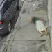 Mulher desmaia na calçada após ser assaltada por criminoso armado no Rio