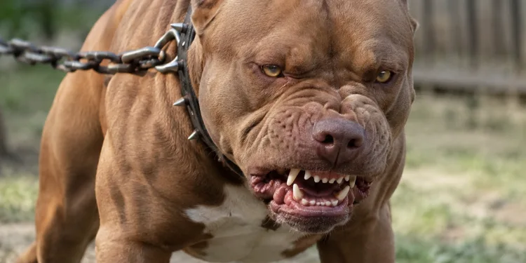 ( IMAGENS FORTES) PITBULL ATACA ADOLESCENTE NO RIO E DEIXA GRAVEMENTE FERIDA!!