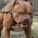 ( IMAGENS FORTES) PITBULL ATACA ADOLESCENTE NO RIO E DEIXA GRAVEMENTE FERIDA!!