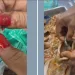 Drogas em presídio escondidas em porções de feijão e carne.