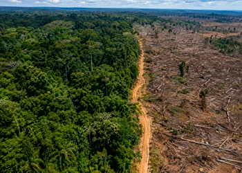 AMAZÔNIA REGISTRA MENOR DESMATAMENTO EM 41 ANOS, MAS ALERTA SOBRE A DESTRUIÇÃO DA FLORESTA CONTINUA ASSUSTANDO