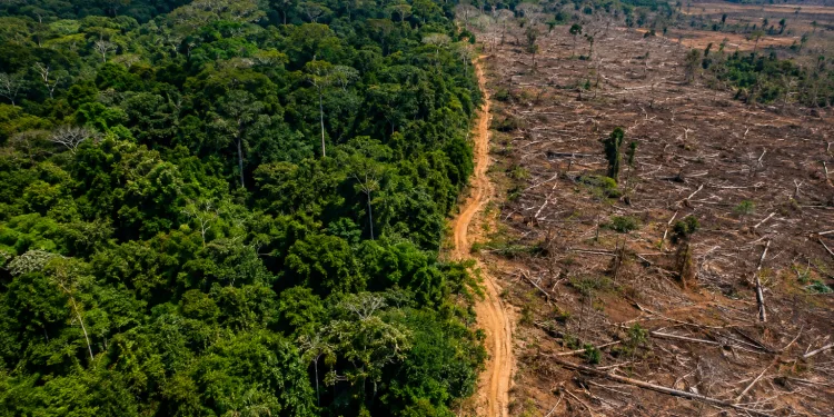 AMAZÔNIA REGISTRA MENOR DESMATAMENTO EM 41 ANOS, MAS ALERTA SOBRE A DESTRUIÇÃO DA FLORESTA CONTINUA ASSUSTANDO