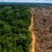 AMAZÔNIA REGISTRA MENOR DESMATAMENTO EM 41 ANOS, MAS ALERTA SOBRE A DESTRUIÇÃO DA FLORESTA CONTINUA ASSUSTANDO