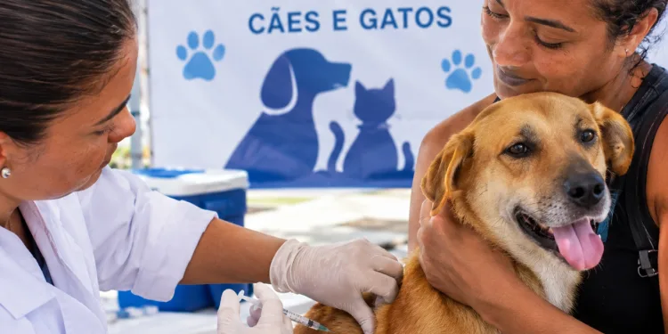 ATENÇÃO, TUTORES! CAMPO GRANDE TERÁ DIA DE VACINAÇÃO CONTRA A RAIVA PARA CÃES E GATOS