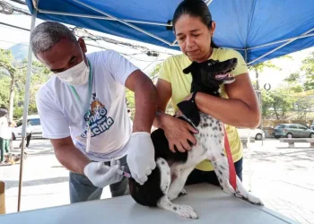 RIO TERÁ 159 POSTOS DE VACINAÇÃO GRATUITA CONTRA A RAIVA NESTE SÁBADO; VEJA ONDE LEVAR SEU PET