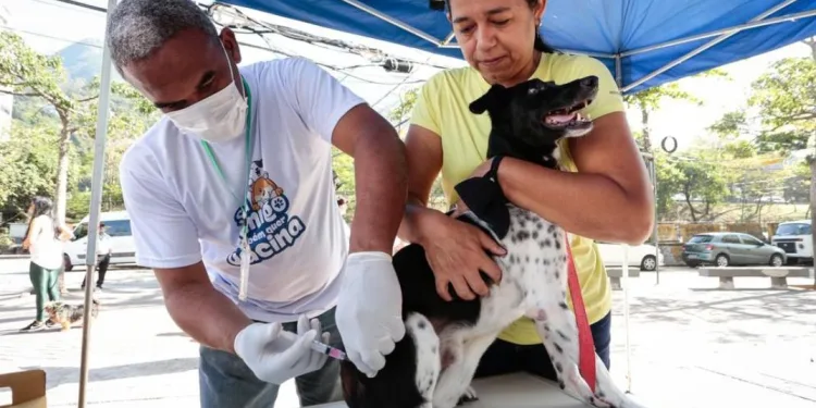 RIO TERÁ 159 POSTOS DE VACINAÇÃO GRATUITA CONTRA A RAIVA NESTE SÁBADO; VEJA ONDE LEVAR SEU PET